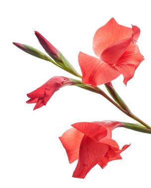 Gladiolus çiçekleri, kırmızı gladiolus beyaz arka planda soyutlanmış bir dalda çiçek açıyor. 