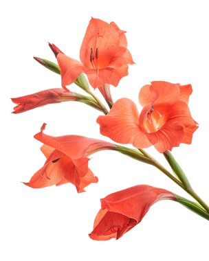 Gladiolus çiçekleri, kırmızı gladiolus beyaz arka planda soyutlanmış bir dalda çiçek açıyor. 