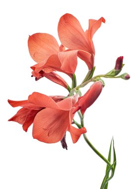 Gladiolus çiçekleri, kırmızı gladiolus beyaz arka planda soyutlanmış bir dalda çiçek açıyor. 