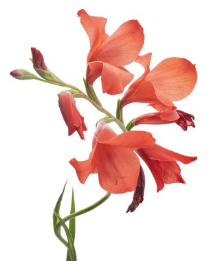 Gladiolus çiçekleri, kırmızı gladiolus beyaz arka planda soyutlanmış bir dalda çiçek açıyor. 