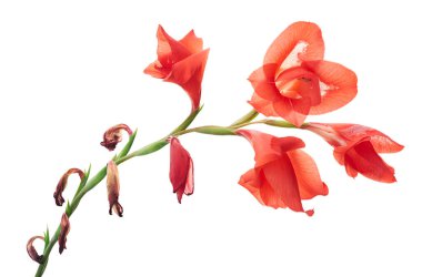 Gladiolus çiçekleri, kırmızı gladiolus beyaz arka planda soyutlanmış bir dalda çiçek açıyor. 