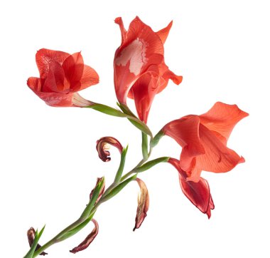 Gladiolus çiçekleri, kırmızı gladiolus beyaz arka planda soyutlanmış bir dalda çiçek açıyor. 