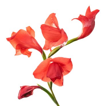 Gladiolus çiçekleri, kırmızı gladiolus beyaz arka planda soyutlanmış bir dalda çiçek açıyor. 