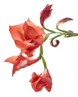 Gladiolus çiçekleri, kırmızı gladiolus beyaz arka planda soyutlanmış bir dalda çiçek açıyor.  