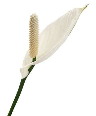 Spatthiphyllum veya Barış zambağı çiçek ve yaprak, yeşil yapraklı taze beyaz çiçek beyaz arka planda izole edilmiş, kırpma yolu ile 