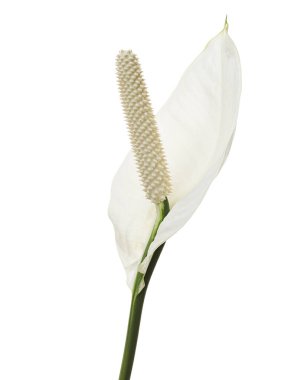 Spatthiphyllum veya Barış zambağı çiçek ve yaprak, yeşil yapraklı taze beyaz çiçek beyaz arka planda izole edilmiş, kırpma yolu ile 