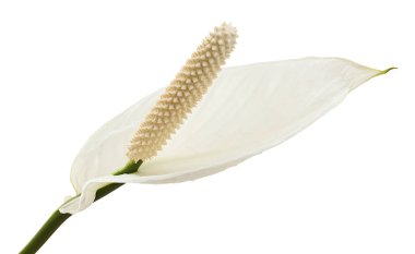 Spatthiphyllum veya Barış zambağı çiçek ve yaprak, yeşil yapraklı taze beyaz çiçek beyaz arka planda izole edilmiş, kırpma yolu ile 