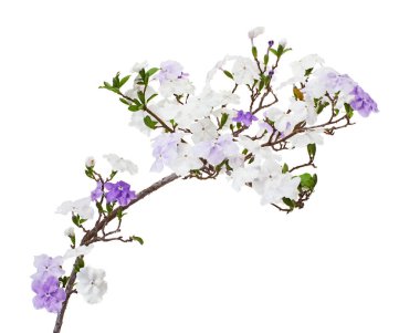 Brunfelsia uniflora, beyaz arkaplanda kırpma yolu ile izole edilmiş beyaz ve mor çiçekler                        