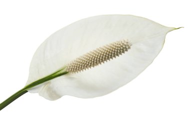 Spatthiphyllum veya Barış zambağı çiçek ve yaprak, yeşil yapraklı taze beyaz çiçek beyaz arka planda izole edilmiş, kırpma yolu ile 