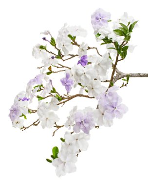 Brunfelsia uniflora, beyaz arkaplanda kırpma yolu ile izole edilmiş beyaz ve mor çiçekler                        