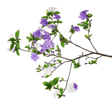 Brunfelsia uniflora, beyaz arkaplanda kırpma yolu ile izole edilmiş beyaz ve mor çiçekler                        
