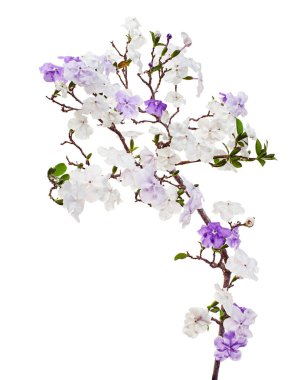 Brunfelsia uniflora, beyaz arkaplanda kırpma yolu ile izole edilmiş beyaz ve mor çiçekler                        