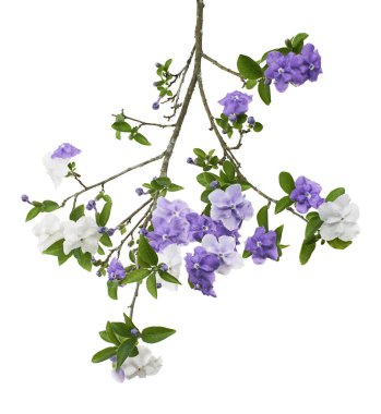 Brunfelsia uniflora, beyaz arkaplanda kırpma yolu ile izole edilmiş beyaz ve mor çiçekler                        