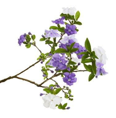 Brunfelsia uniflora, beyaz arkaplanda kırpma yolu ile izole edilmiş beyaz ve mor çiçekler                        