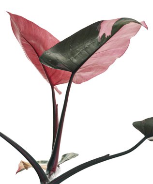 Philodendron Pembe Prenses bitkisi, Philodendron Erubescens yaprakları, beyaz arka planda izole, kırpma yolu ile                         