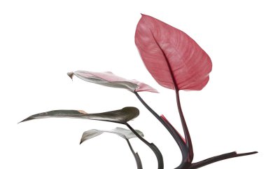 Philodendron Pembe Prenses bitkisi, Philodendron Erubescens yaprakları, beyaz arka planda izole, kırpma yolu ile                         
