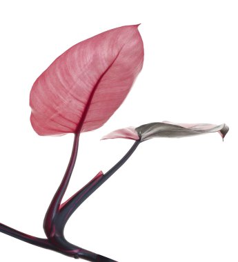 Philodendron Pembe Prenses bitkisi, Philodendron Erubescens yaprakları, beyaz arka planda izole, kırpma yolu ile                         