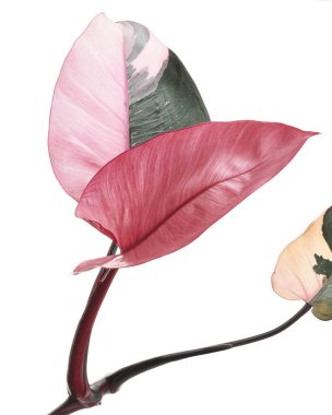 Philodendron Pembe Prenses bitkisi, Philodendron Erubescens yaprakları, beyaz arka planda izole, kırpma yolu ile                         