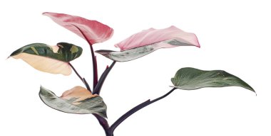Philodendron Pembe Prenses bitkisi, Philodendron Erubescens yaprakları, beyaz arka planda izole, kırpma yolu ile                         