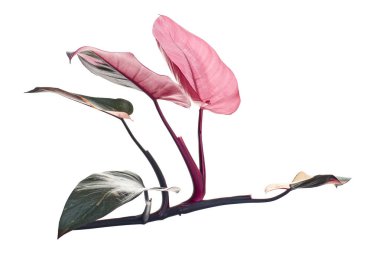 Philodendron Pembe Prenses bitkisi, Philodendron Erubescens yaprakları, beyaz arka planda izole, kırpma yolu ile                         