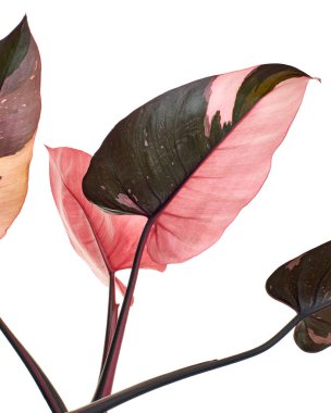 Philodendron Pink Princess plant, Philodendron Erubescens leaves, isolated on white background, with clipping path                         