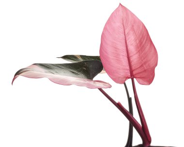 Philodendron Pembe Prenses bitkisi, Philodendron Erubescens yaprakları, beyaz arka planda izole, kırpma yolu ile                         