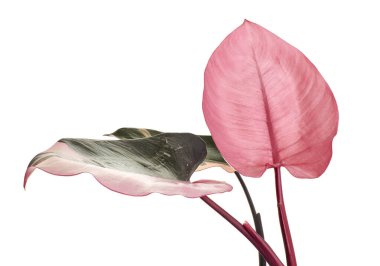 Philodendron Pembe Prenses bitkisi, Philodendron Erubescens yaprakları, beyaz arka planda izole, kırpma yolu ile                         