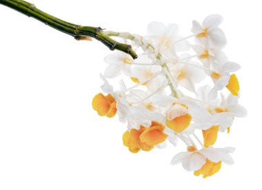 Dendrobium tiroflorum orkidesi, Pinecone benzeri raceme dendrobium, Dendrobium orkidesi beyaz arka planda izole edilmiş, kırpma yolu ile                            