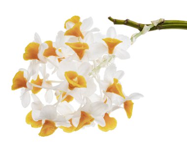 Dendrobium tiroflorum orkidesi, Pinecone benzeri raceme dendrobium, Dendrobium orkidesi beyaz arka planda izole edilmiş, kırpma yolu ile                            