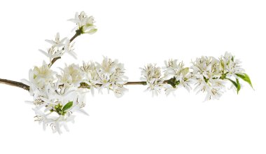 Yapraklı mis kokulu kahve çiçekleri, kesme yolu ile beyaz arka planda izole.                            