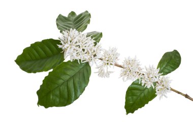 Yapraklı mis kokulu kahve çiçekleri, kesme yolu ile beyaz arka planda izole.                            