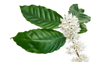 Yapraklı mis kokulu kahve çiçekleri, kesme yolu ile beyaz arka planda izole.                            