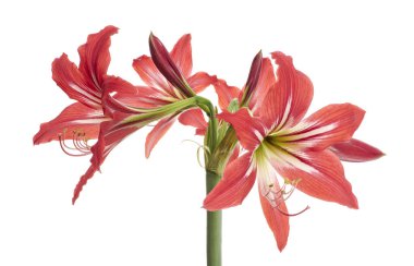 Hippeastrum Hybrid veya Amaryllis çiçekler, Kırmızı amaryllis çiçekler beyaz arka plan izole, kırpma yolu ile 