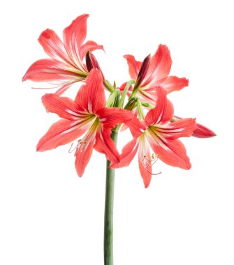 Hippeastrum Hybrid veya Amaryllis çiçekler, Kırmızı amaryllis çiçekler beyaz arka plan izole, kırpma yolu ile 