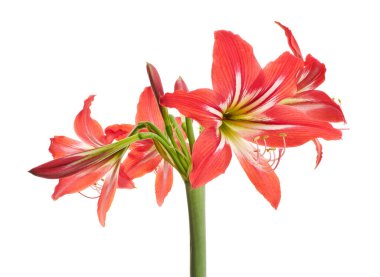 Hippeastrum Hybrid veya Amaryllis çiçekler, Kırmızı amaryllis çiçekler beyaz arka plan izole, kırpma yolu ile 