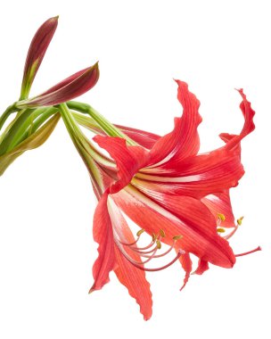 Hippeastrum Hybrid veya Amaryllis çiçekler, Kırmızı amaryllis çiçekler beyaz arka plan izole, kırpma yolu ile 