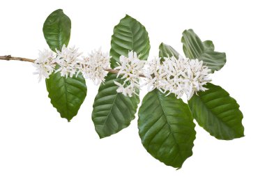 Yapraklı mis kokulu kahve çiçekleri, kesme yolu ile beyaz arka planda izole.                            