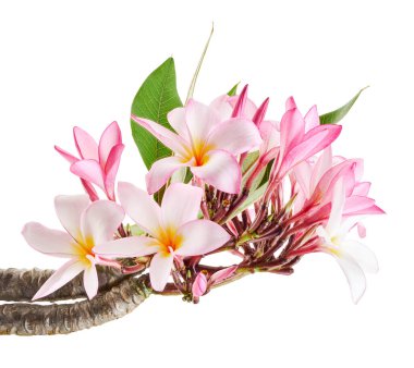 Pembe Plumeria çiçekleri (Frangipani), dalda açan pembe kokulu çiçek, beyaz arka planda izole edilmiş, kırpma yolu ile                       