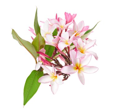 Pembe Plumeria çiçekleri (Frangipani), dalda açan pembe kokulu çiçek, beyaz arka planda izole edilmiş, kırpma yolu ile                    