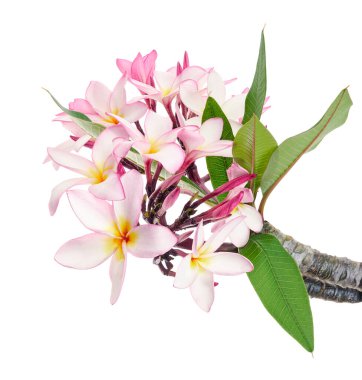 Pembe Plumeria çiçekleri (Frangipani), dalda açan pembe kokulu çiçek, beyaz arka planda izole edilmiş, kırpma yolu ile                    