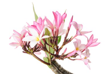 Pembe Plumeria çiçekleri (Frangipani), dalda açan pembe kokulu çiçek, beyaz arka planda izole edilmiş, kırpma yolu ile                    