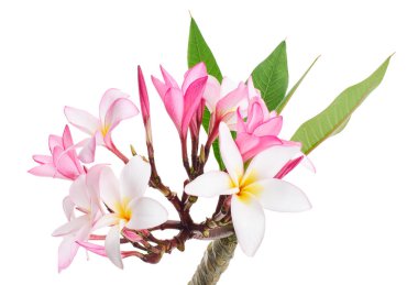 Pembe Plumeria çiçekleri (Frangipani), dalda açan pembe kokulu çiçek, beyaz arka planda izole edilmiş, kırpma yolu ile                    