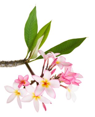 Pembe Plumeria çiçekleri (Frangipani), dalda açan pembe kokulu çiçek, beyaz arka planda izole edilmiş, kırpma yolu ile                    