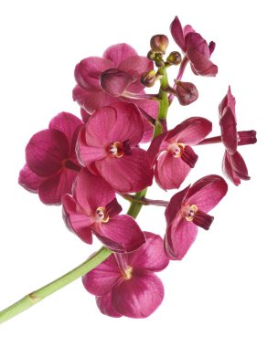 Vanda Orkideleri, Pembe Orkideler beyaz arkaplanda izole edilmiş, kırpma yolu ile                           
