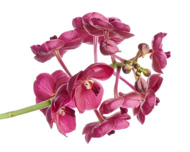 Vanda Orkideleri, Pembe Orkideler beyaz arkaplanda izole edilmiş, kırpma yolu ile                           