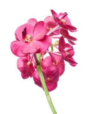 Vanda Orkideleri, Pembe Orkideler beyaz arkaplanda izole edilmiş, kırpma yolu ile                           