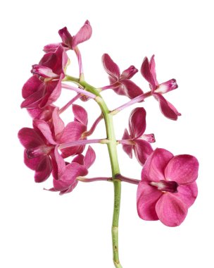 Vanda Orkideleri, Pembe Orkideler beyaz arkaplanda izole edilmiş, kırpma yolu ile                           
