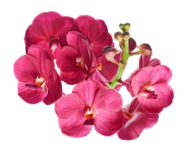 Vanda Orkideleri, Pembe Orkideler beyaz arkaplanda izole edilmiş, kırpma yolu ile                           