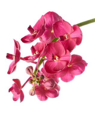 Vanda Orkideleri, Pembe Orkideler beyaz arkaplanda izole edilmiş, kırpma yolu ile                           