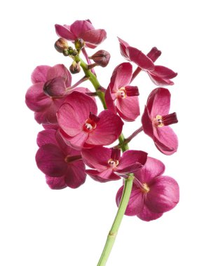 Vanda Orkideleri, Pembe Orkideler beyaz arkaplanda izole edilmiş, kırpma yolu ile                           